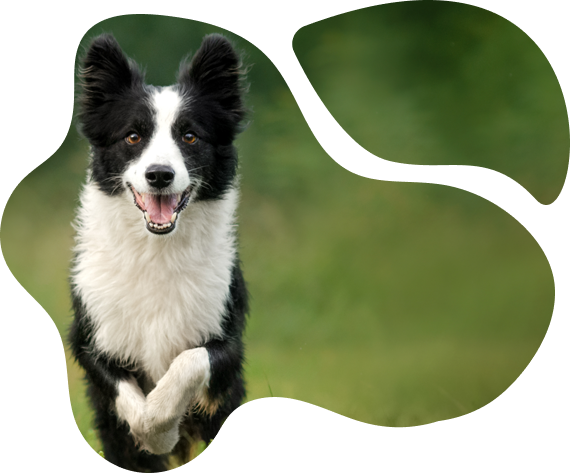 hunde-urlaub-mecklenburg-pic-03