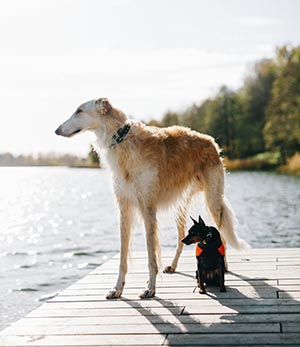 hundeurlaub-mecklenburg-gross-klein